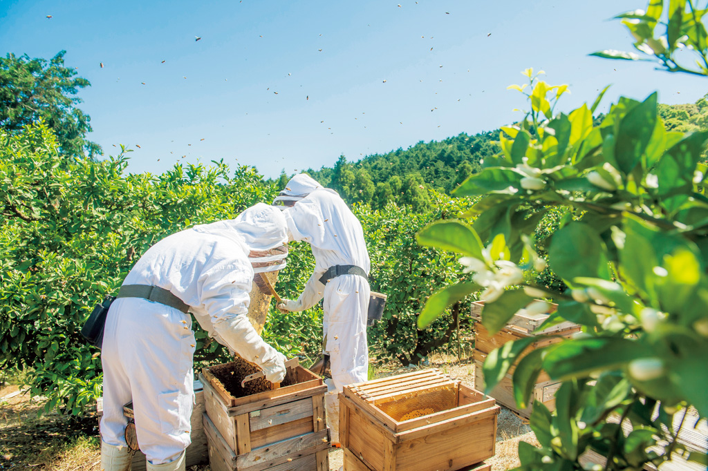 杉養蜂園　阿蘇みつばち牧場（熊本県/南阿蘇村）