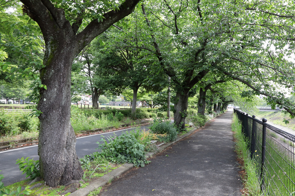 「乞田川沿い」/乞田・貝取ふれあい広場公園(東京都/多摩市)