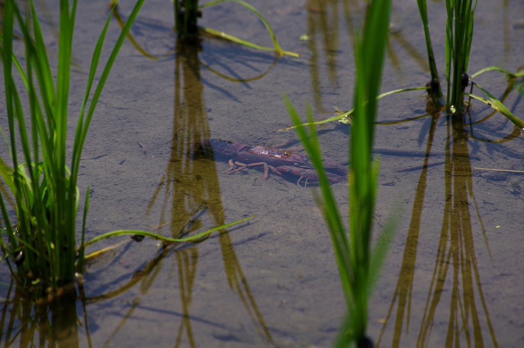 田んぼにいるザリガニ
