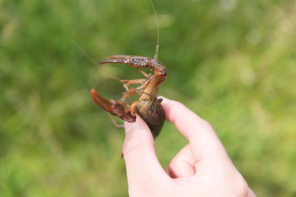 ザリガニのつかみ方