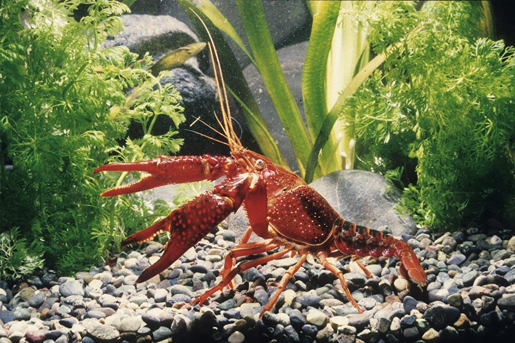 アメリカザリガニ