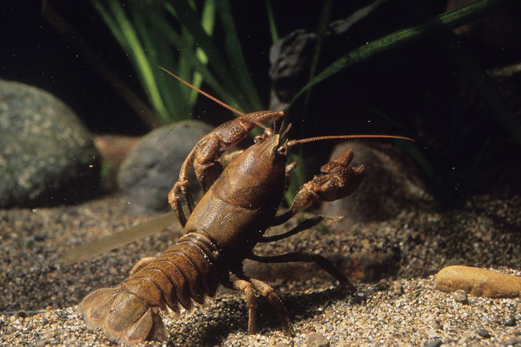 ニホンザリガニ