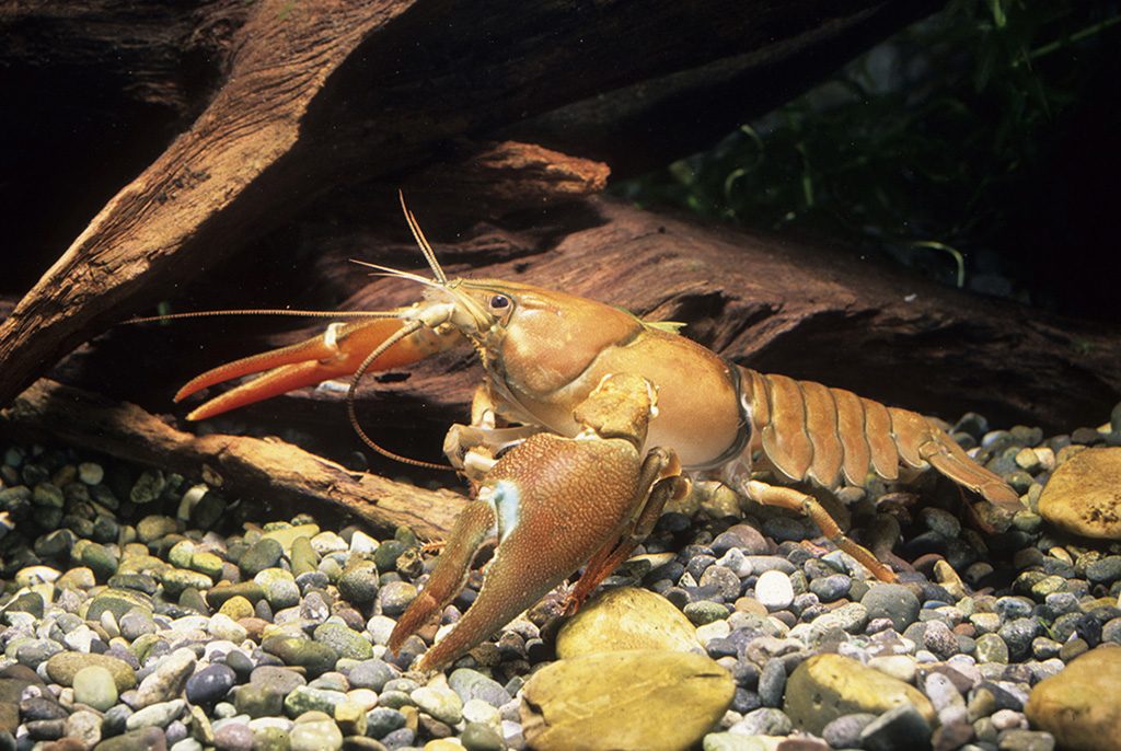 ウチダザリガニ