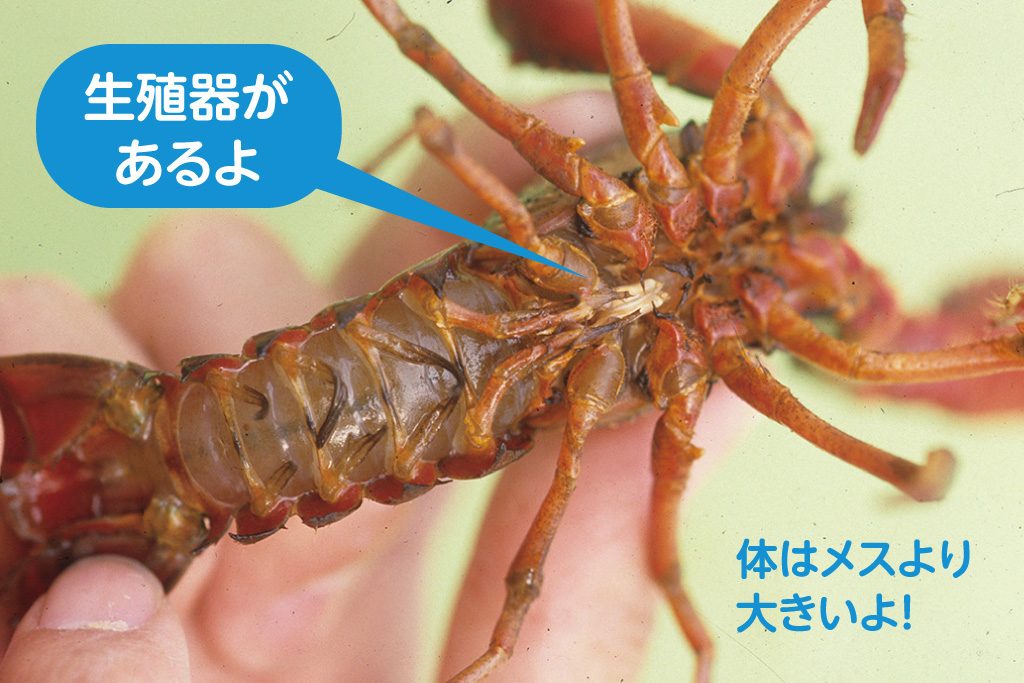 ザリガニのオス