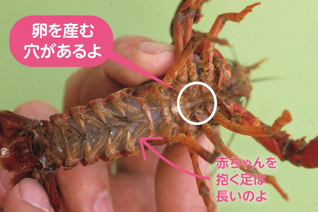 ザリガニのメス
