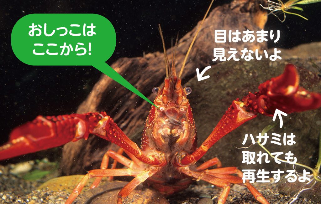 目の下からおしっこをするザリガニ