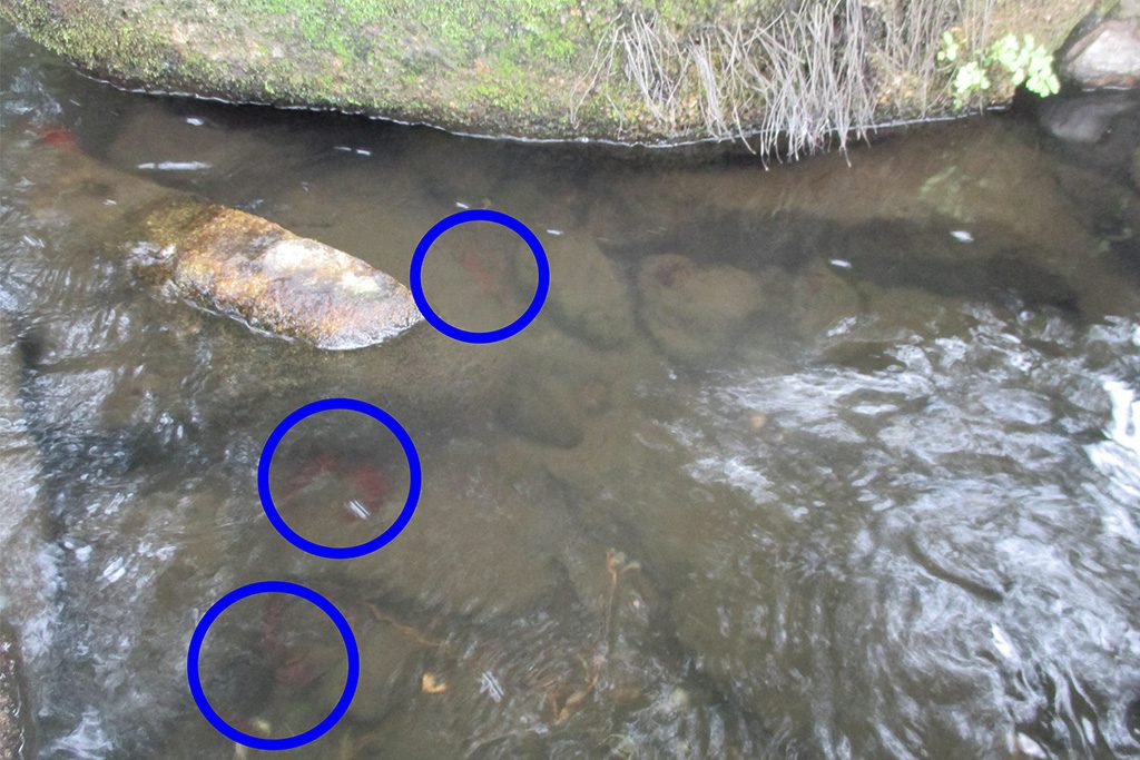 浅い水辺にいるザリガニ