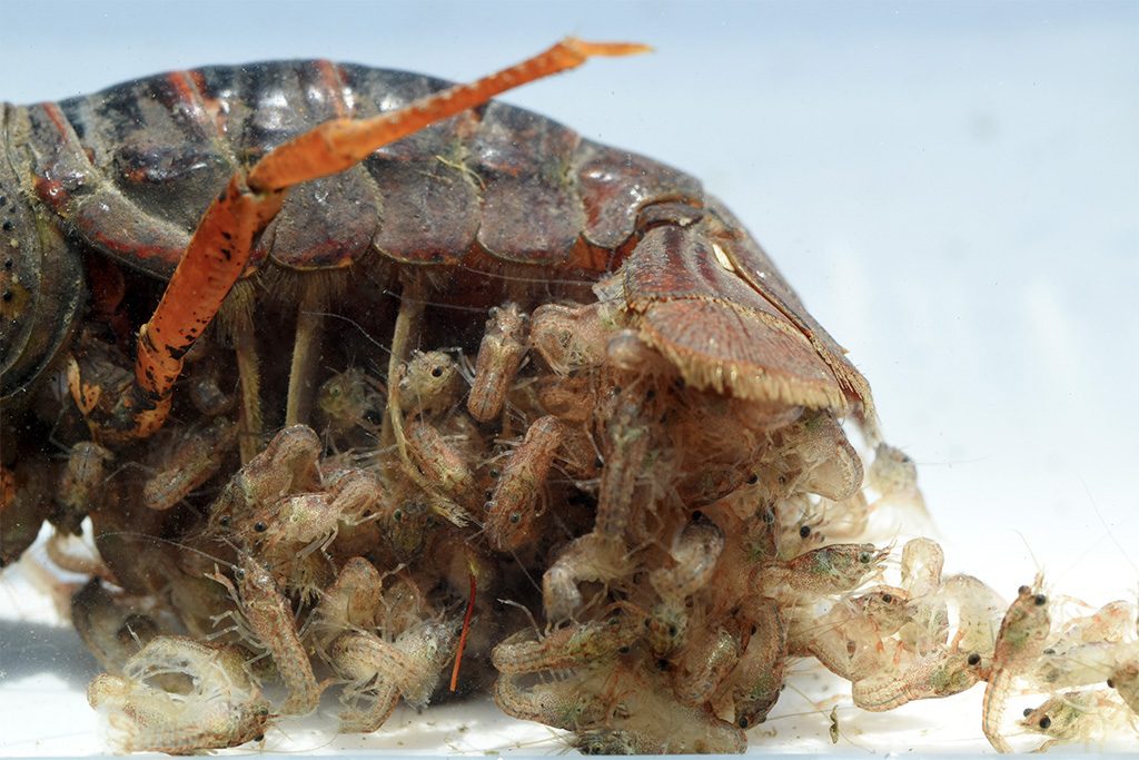 ザリガニの産卵の様子