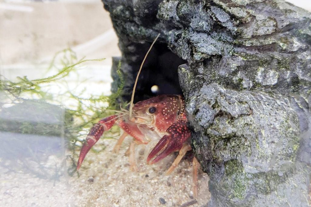 水槽のザリガニ