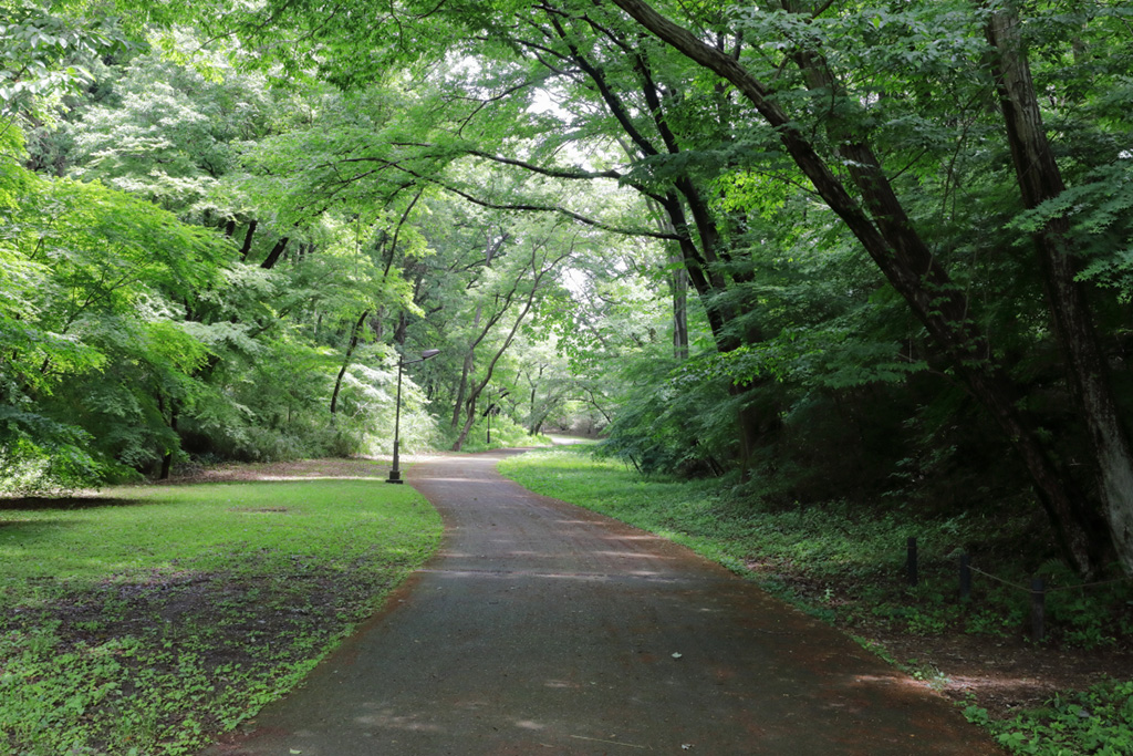 「遊歩道」/桜ヶ丘公園(東京都/多摩市)