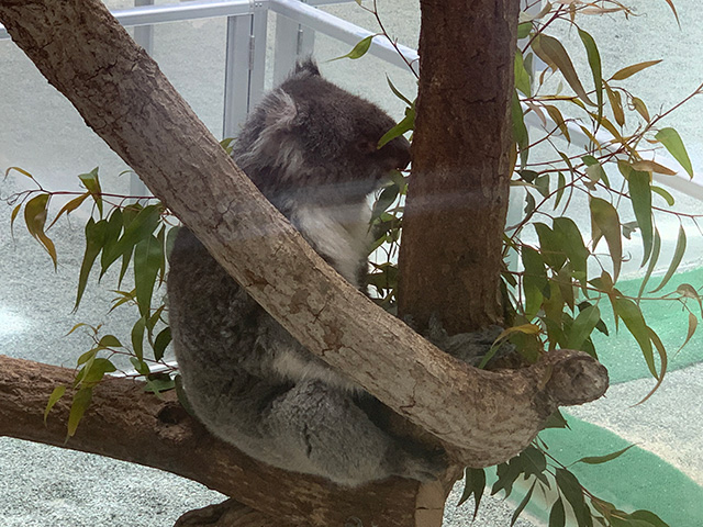 コアラのだいち/淡路ファームパーク イングランドの丘（兵庫県/南あわじ市）