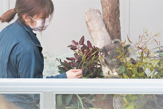 コアラのみどり/淡路ファームパーク イングランドの丘（兵庫県/南あわじ市）