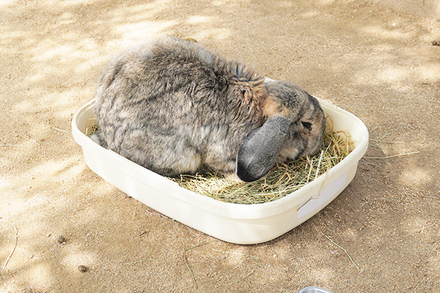 餌を食べるうさぎ/淡路ファームパーク イングランドの丘（兵庫県/南あわじ市）