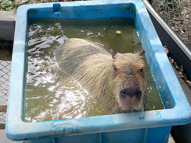 カパバラのなっつ/淡路ファームパーク イングランドの丘（兵庫県/南あわじ市）