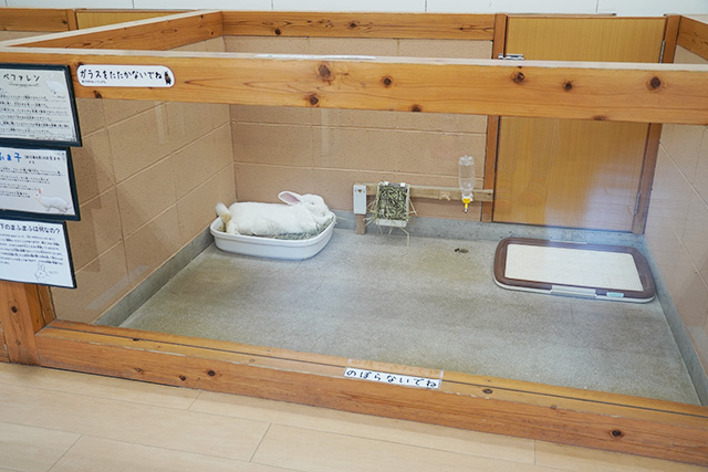 「ラビットワーレン」/淡路ファームパーク イングランドの丘（兵庫県/南あわじ市）