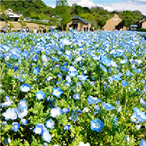 ネモフィラ/淡路ファームパーク イングランドの丘（兵庫県/南あわじ市）