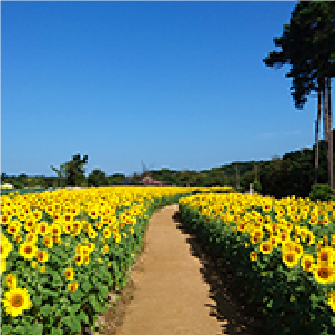 ひまわり/淡路ファームパーク イングランドの丘（兵庫県/南あわじ市）