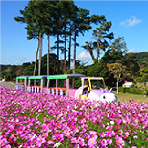 コスモス/淡路ファームパーク イングランドの丘（兵庫県/南あわじ市）