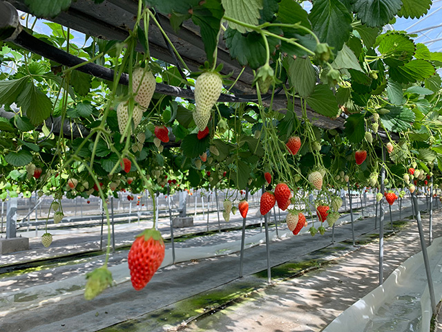 いちご狩り/淡路ファームパーク イングランドの丘（兵庫県/南あわじ市）