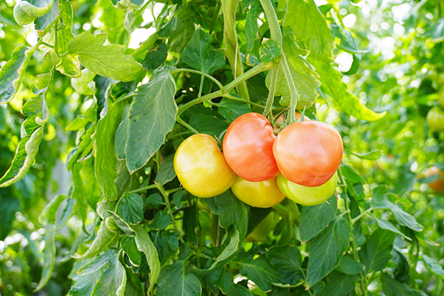 トマトやミニトマトの収穫もできる/淡路ファームパーク イングランドの丘（兵庫県/南あわじ市）