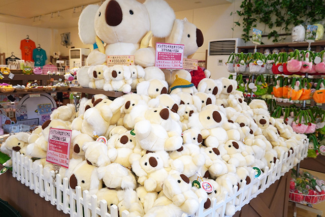 コアラのぬいぐるみ/淡路ファームパーク イングランドの丘（兵庫県/南あわじ市）