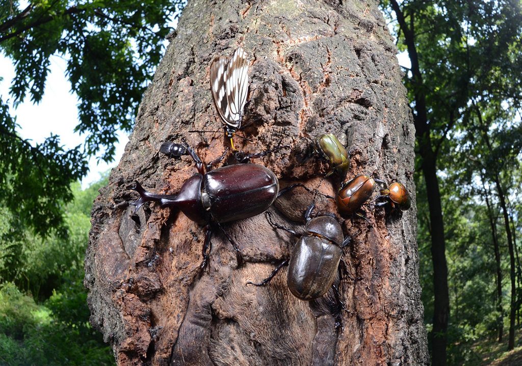 群馬県立ぐんま昆虫の森(群馬県/桐生市)