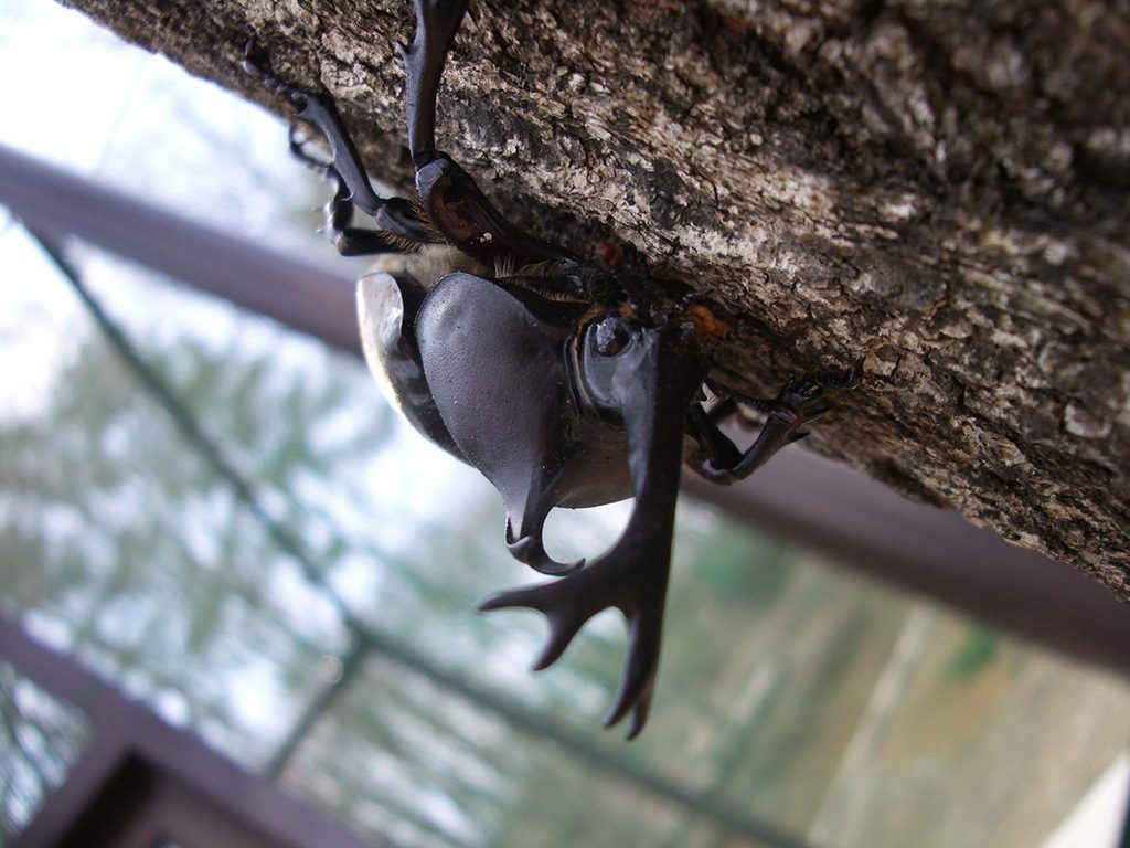 昆虫体験学習館（長野県/佐久市）