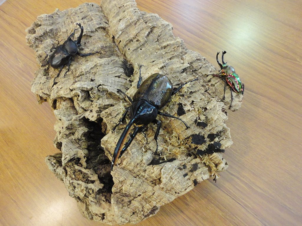 丸瀬布昆虫生態館（北海道/遠軽町）