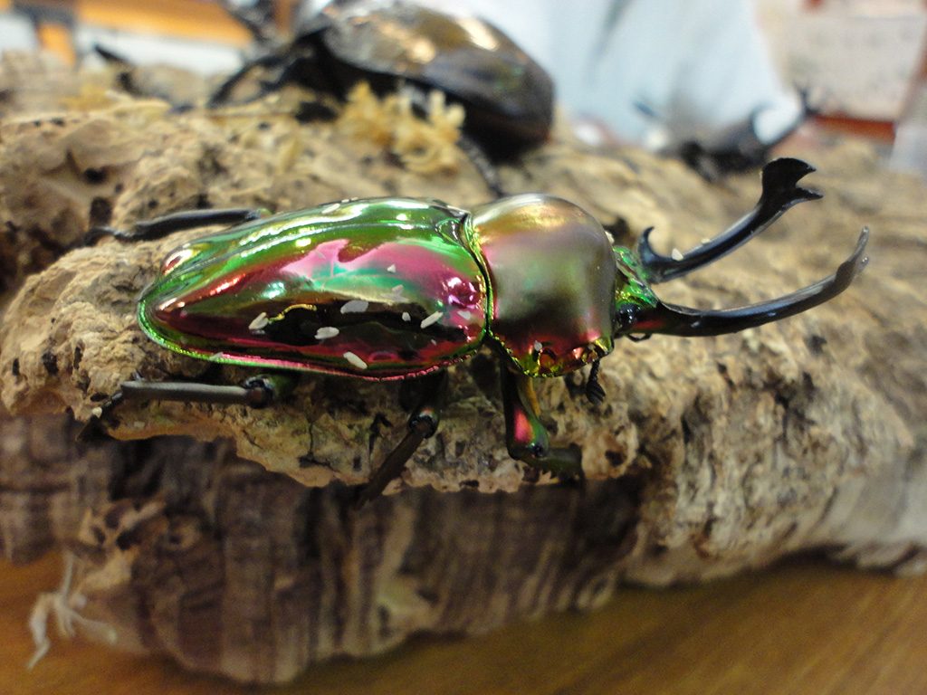 ニジイロクワガタ/丸瀬布昆虫生態館（北海道/遠軽町）