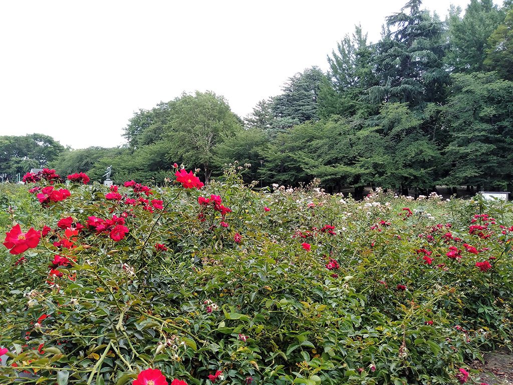「バラ園」/与野公園(埼玉県/さいたま市)