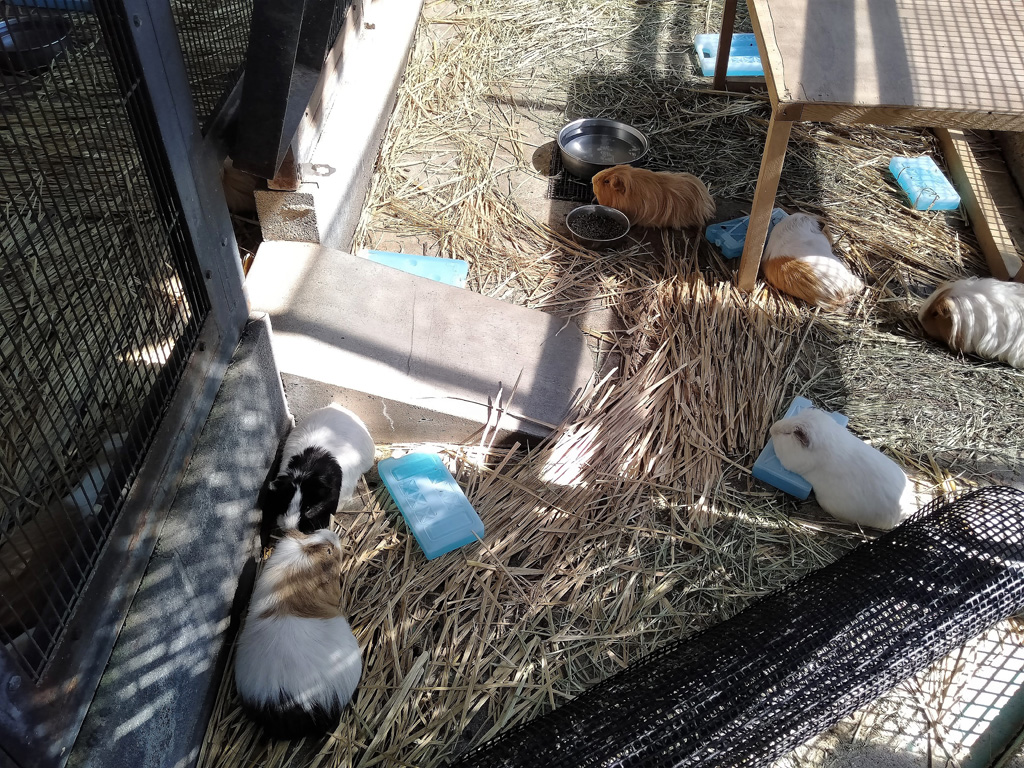 モルモット/大崎公園(埼玉県/さいたま市)