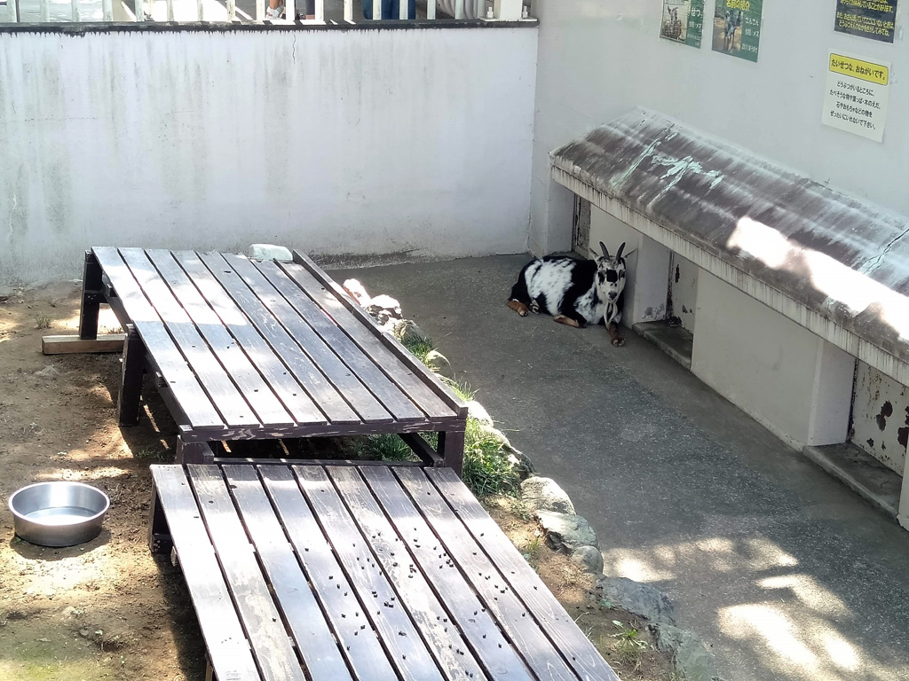 日陰で横になっている動物たち/大崎公園(埼玉県/さいたま市)