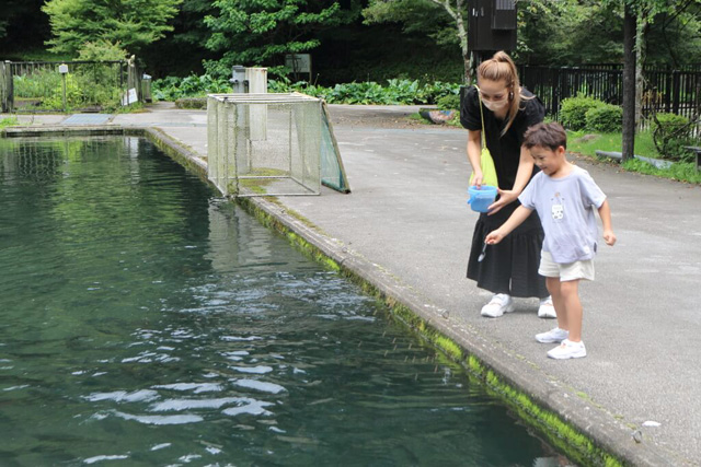 マスへの餌やり体験/滋賀県醒井養鱒場(滋賀県/米原市)