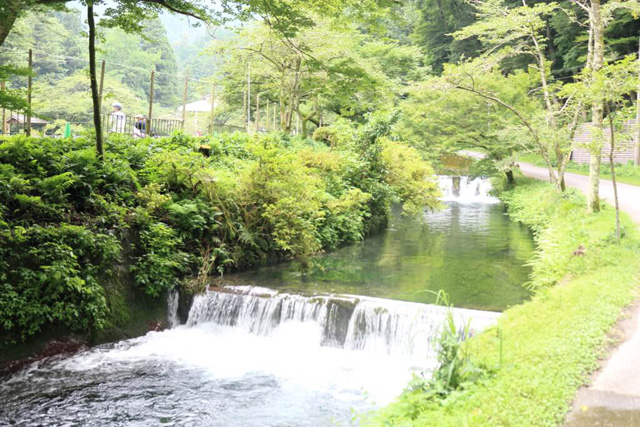 清水が流れている場内/滋賀県醒井養鱒場(滋賀県/米原市)