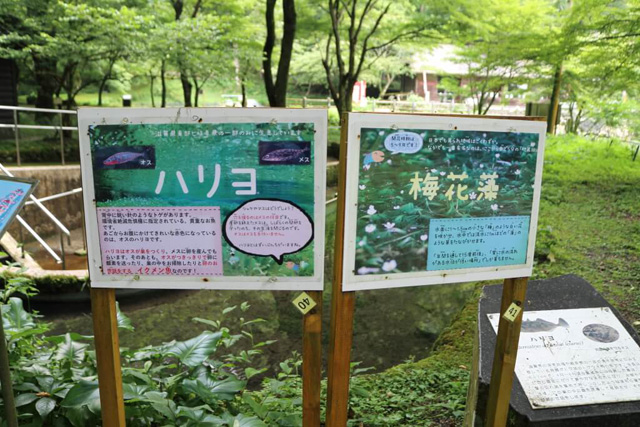 魚や植物の説明案内板/滋賀県醒井養鱒場(滋賀県/米原市)