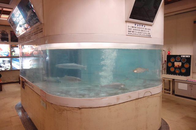 回遊水槽や展示コーナーなどがある館内/滋賀県醒井養鱒場(滋賀県/米原市)