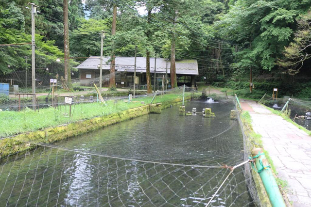 飼育池/滋賀県醒井養鱒場(滋賀県/米原市)