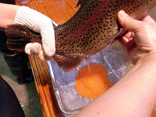 ニジマスの人工採卵/滋賀県醒井養鱒場(滋賀県/米原市)