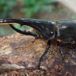 カブトムシ・クワガタ好きにおすすめの昆虫館・体験施設まとめ！展示・ふれあいが満載