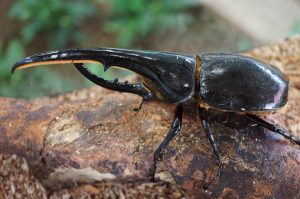 カブトムシ・クワガタ好きにおすすめの昆虫館・体験施設まとめ!展示・ふれあいが満載