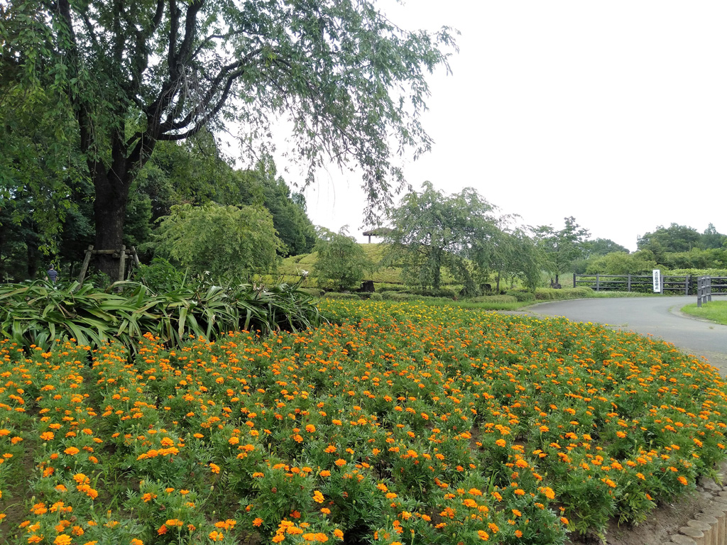 お花畑／大宮花の丘農林公苑（埼玉県/さいたま市）