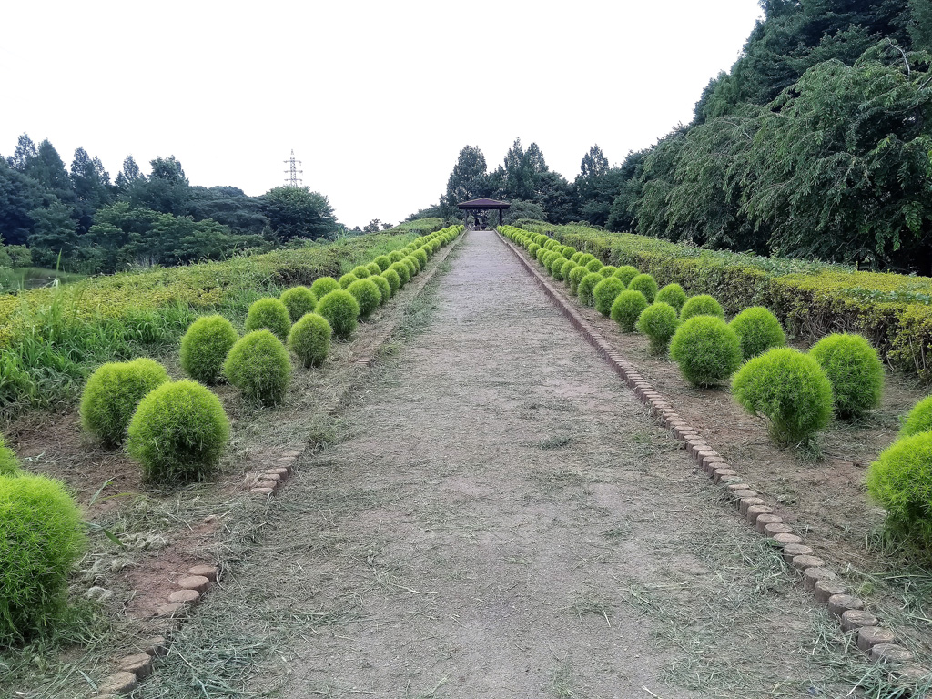 コキアが続く道／大宮花の丘農林公苑（埼玉県/さいたま市）