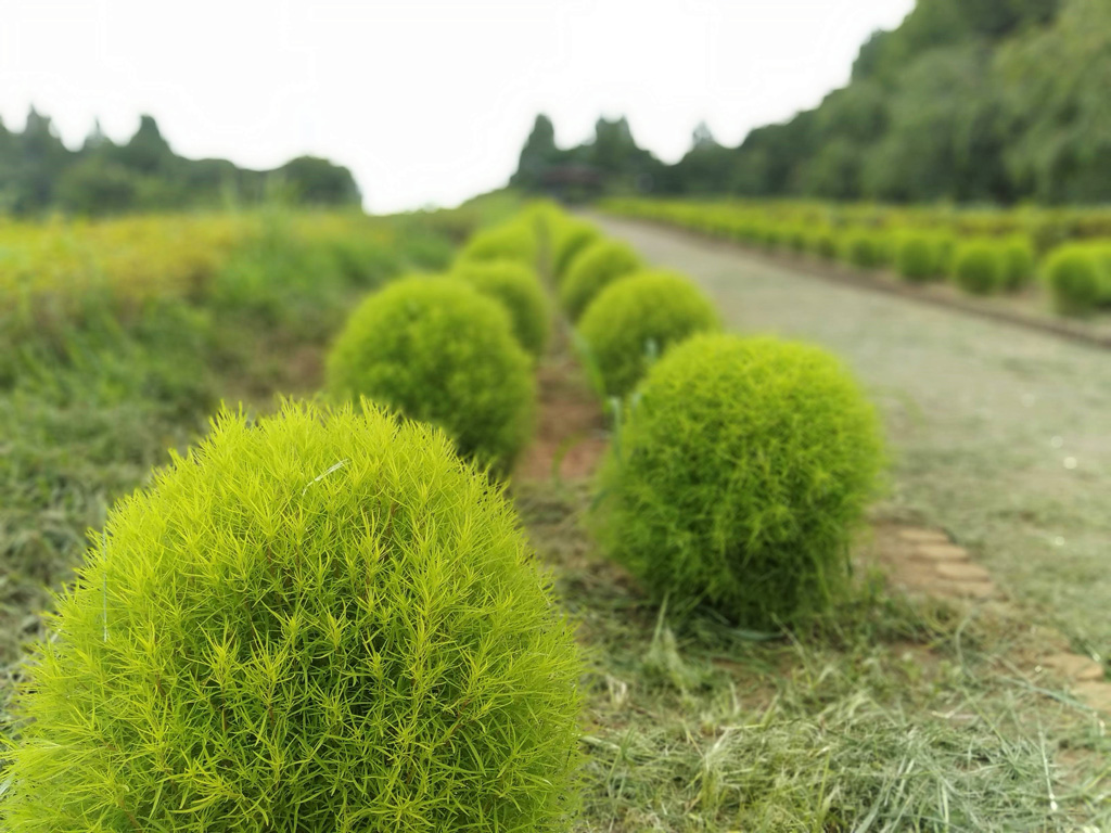 コキア／大宮花の丘農林公苑（埼玉県/さいたま市）