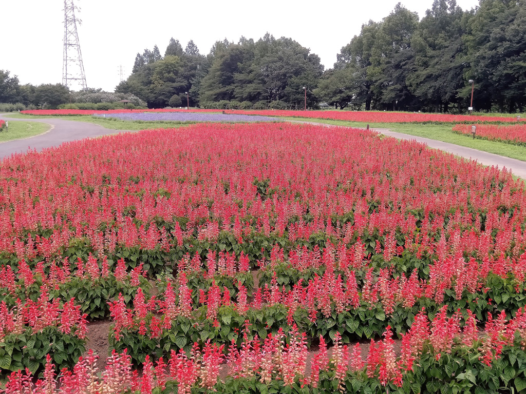 お花畑／大宮花の丘農林公苑（埼玉県/さいたま市）