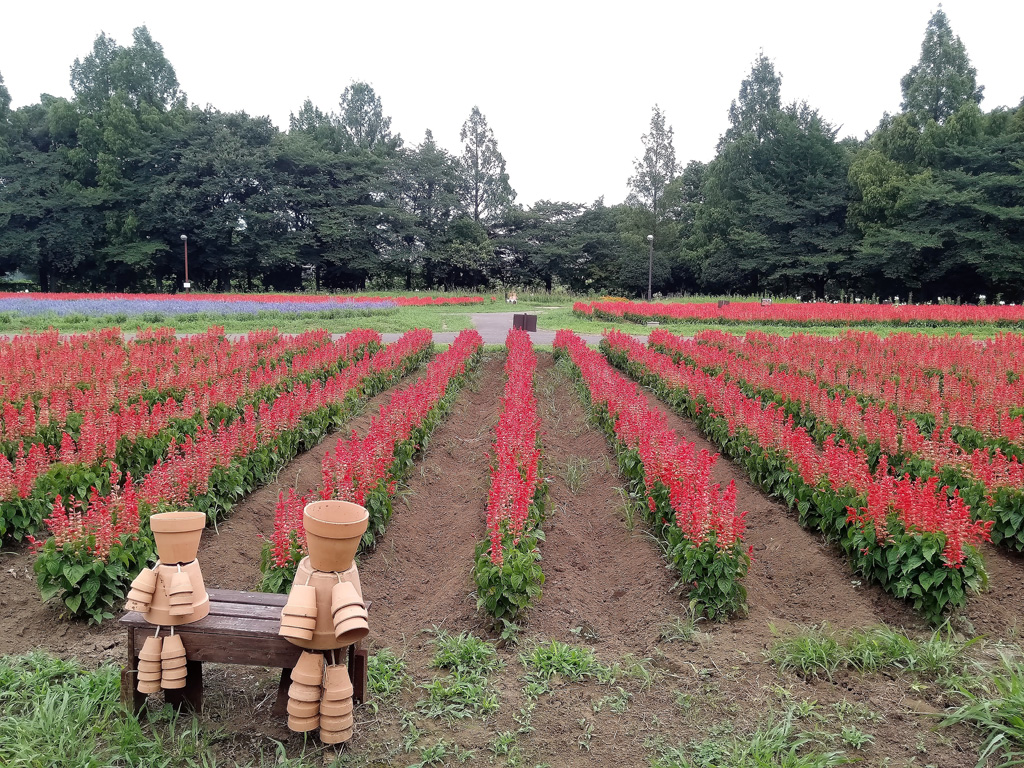 お花畑／大宮花の丘農林公苑（埼玉県/さいたま市）
