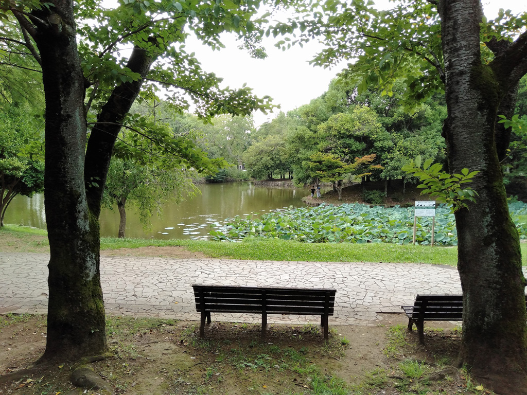 大きな池の前のベンチ／松代公園（茨城県/つくば市）