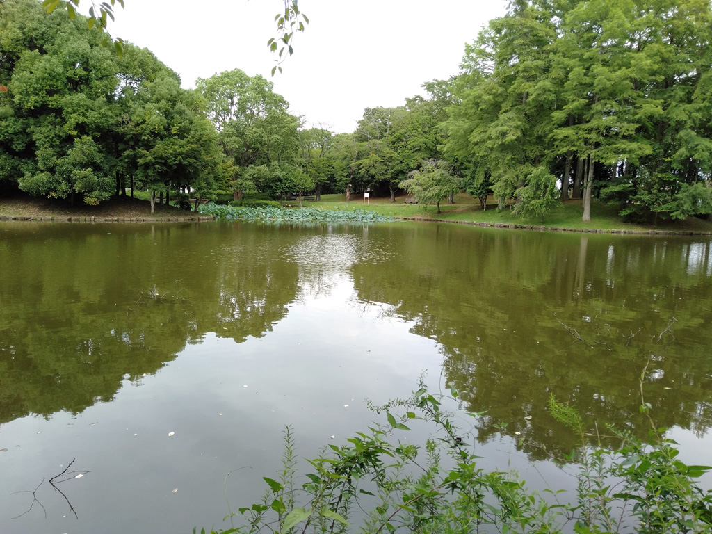 大きな池／松代公園（茨城県/つくば市）
