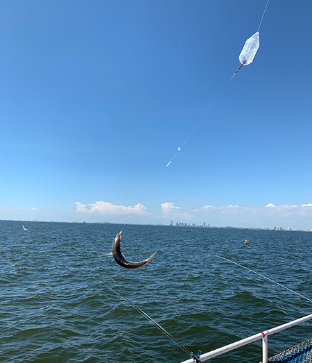 アジが釣れた様子