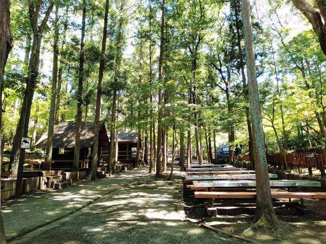 池の周辺は、高い木々が木陰をつくる休憩スポット／ありのみコース（千葉県/市川市）