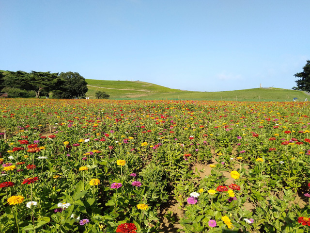 「みはらしの丘」/国営ひたち海浜公園(茨城県/ひたちなか市)